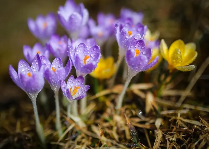 Lettmaierhof Pensión Haus im Ennstal